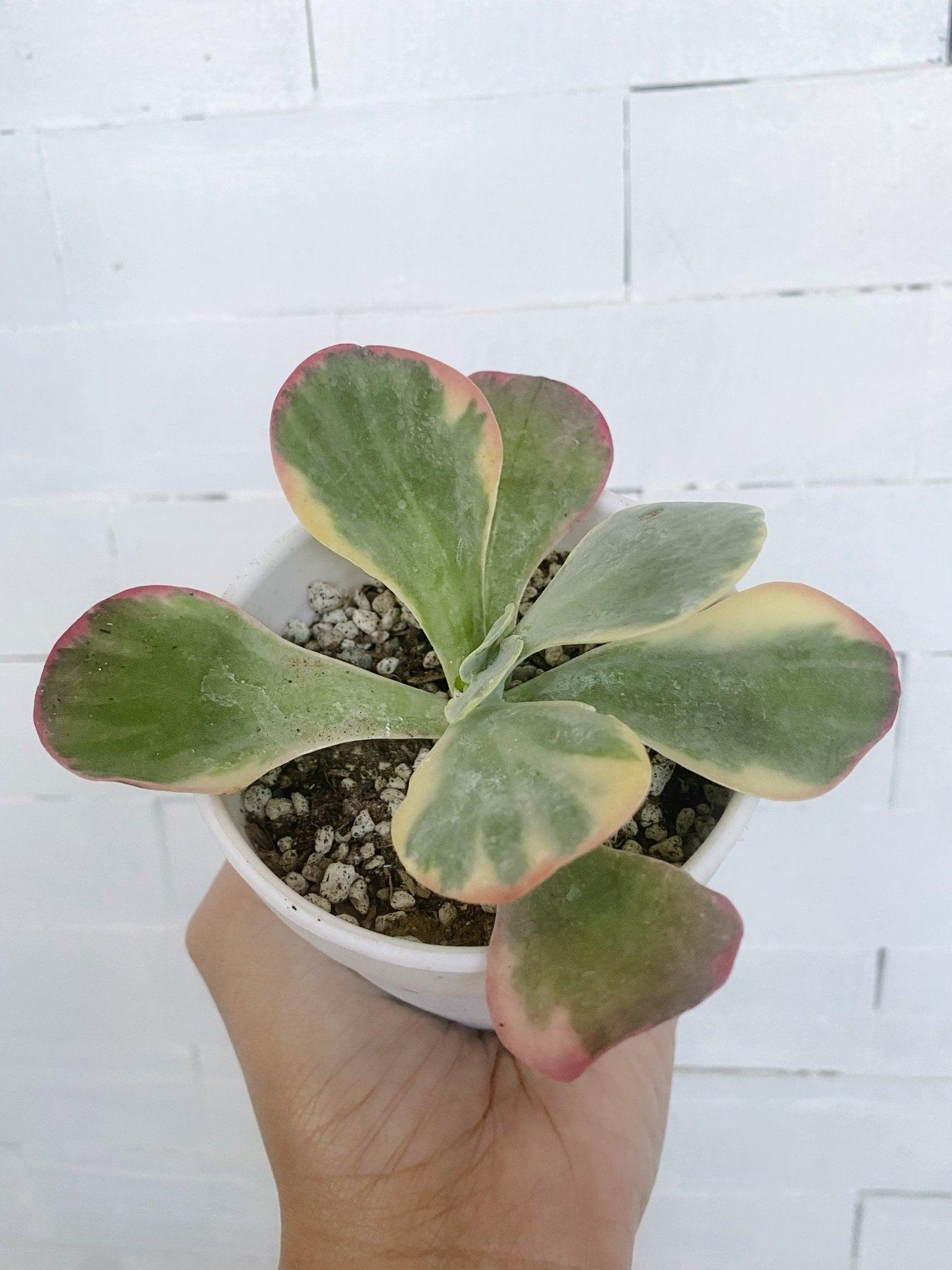 Variegated Flap Jack Succulent (Kalanchoe luciae)
