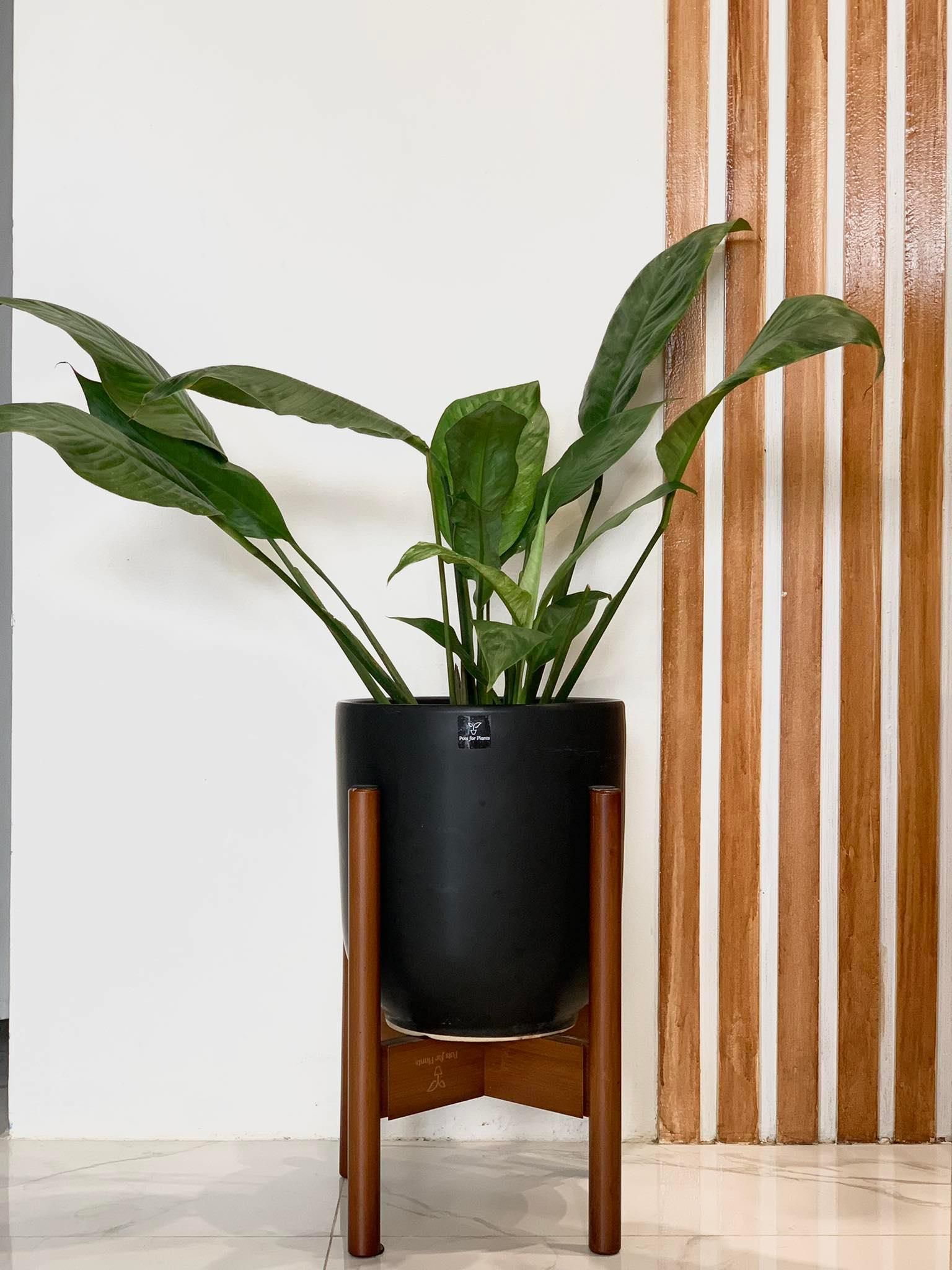 Variegated 'Peace Lily'