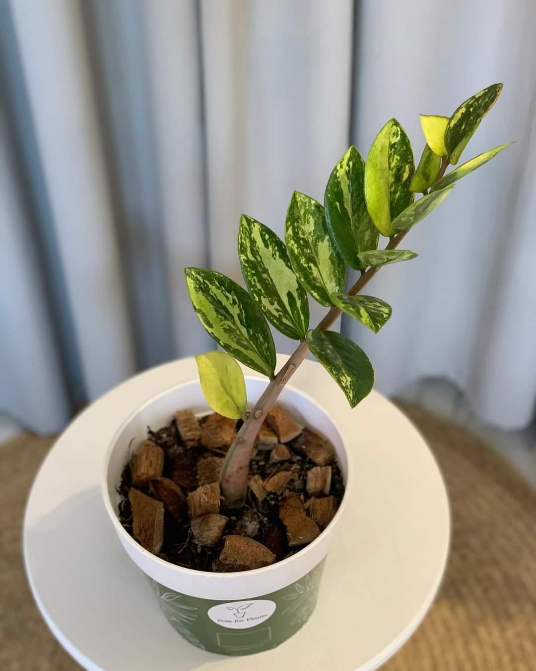 Variegated ZZ Plant
