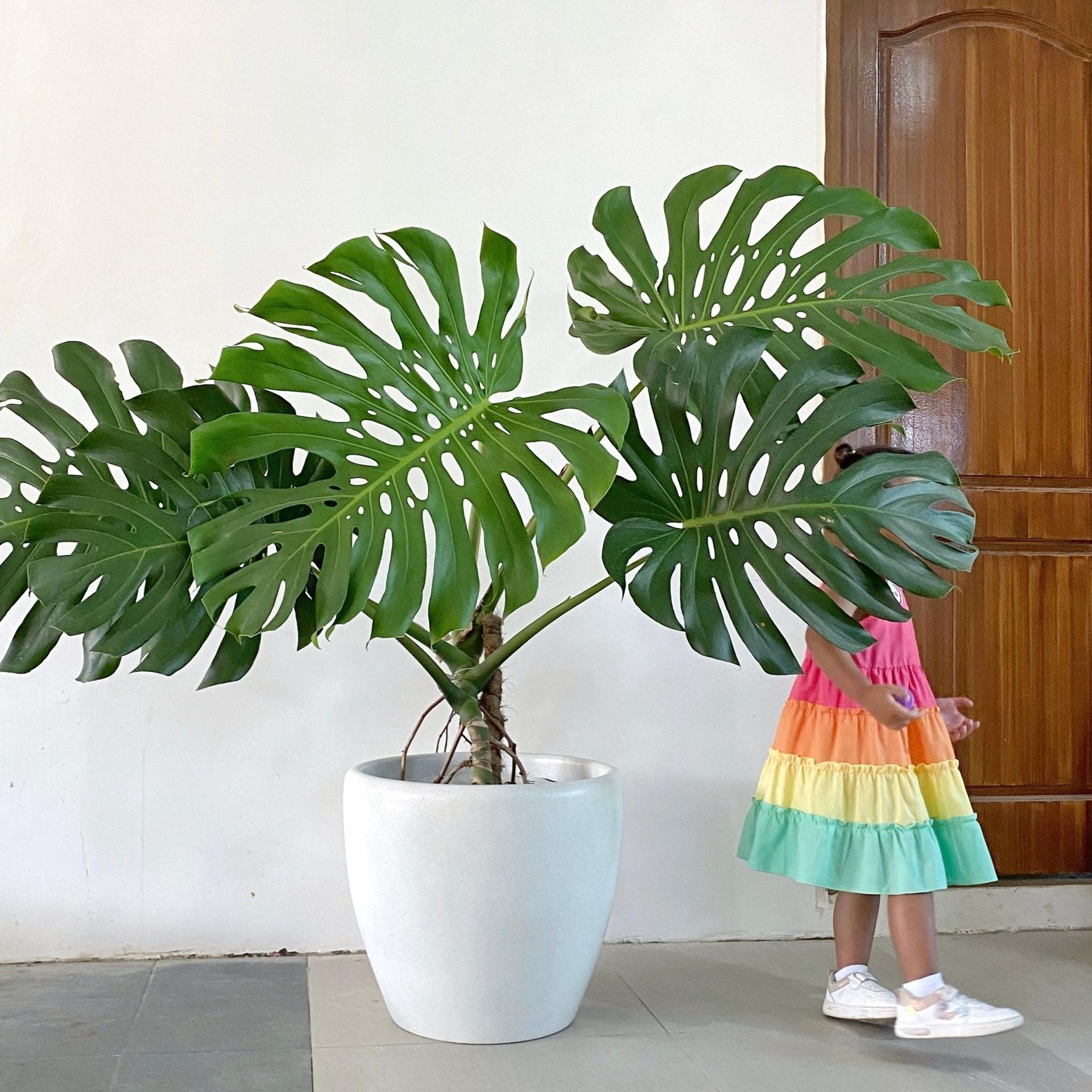 Venetian Round Fiberglass Floor Planters