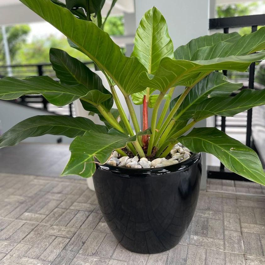 Venetian Round Fiberglass Floor Planters