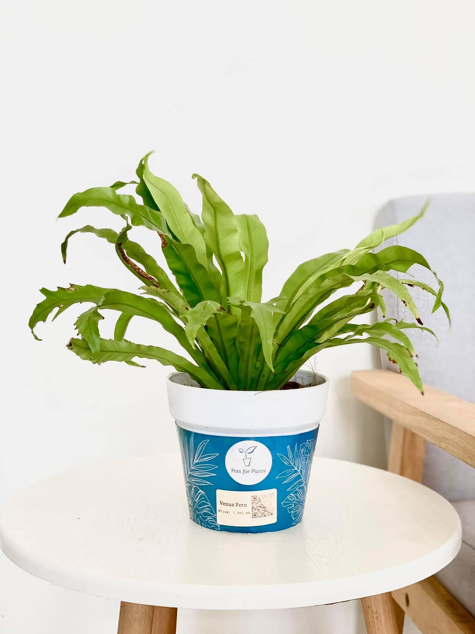 Venus Fern