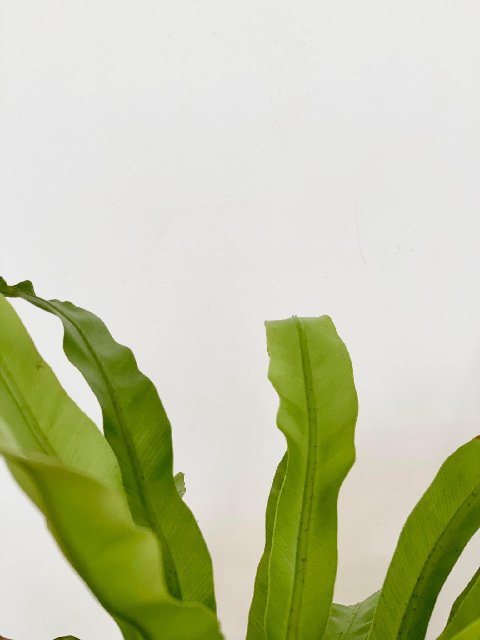 Venus Fern