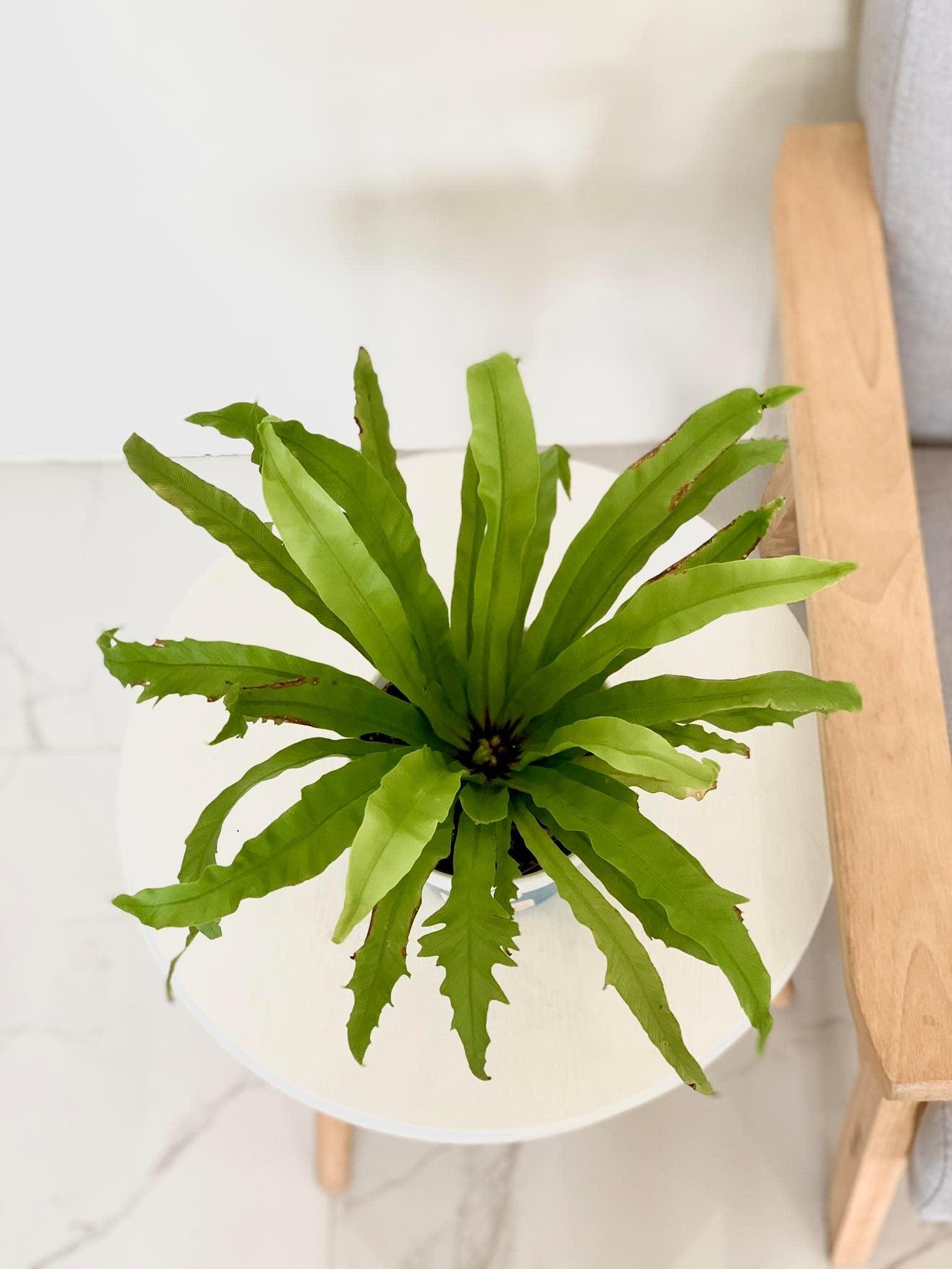 Venus Fern