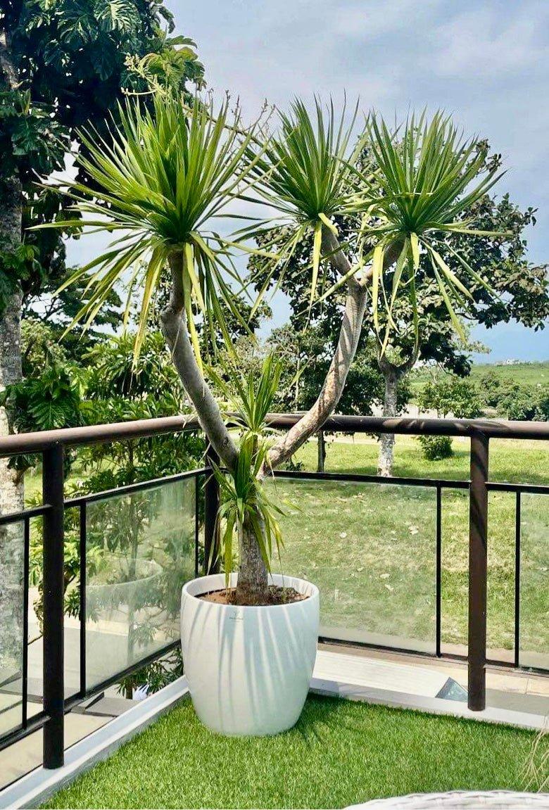 Yucca Tree - A Comprehensive Guide