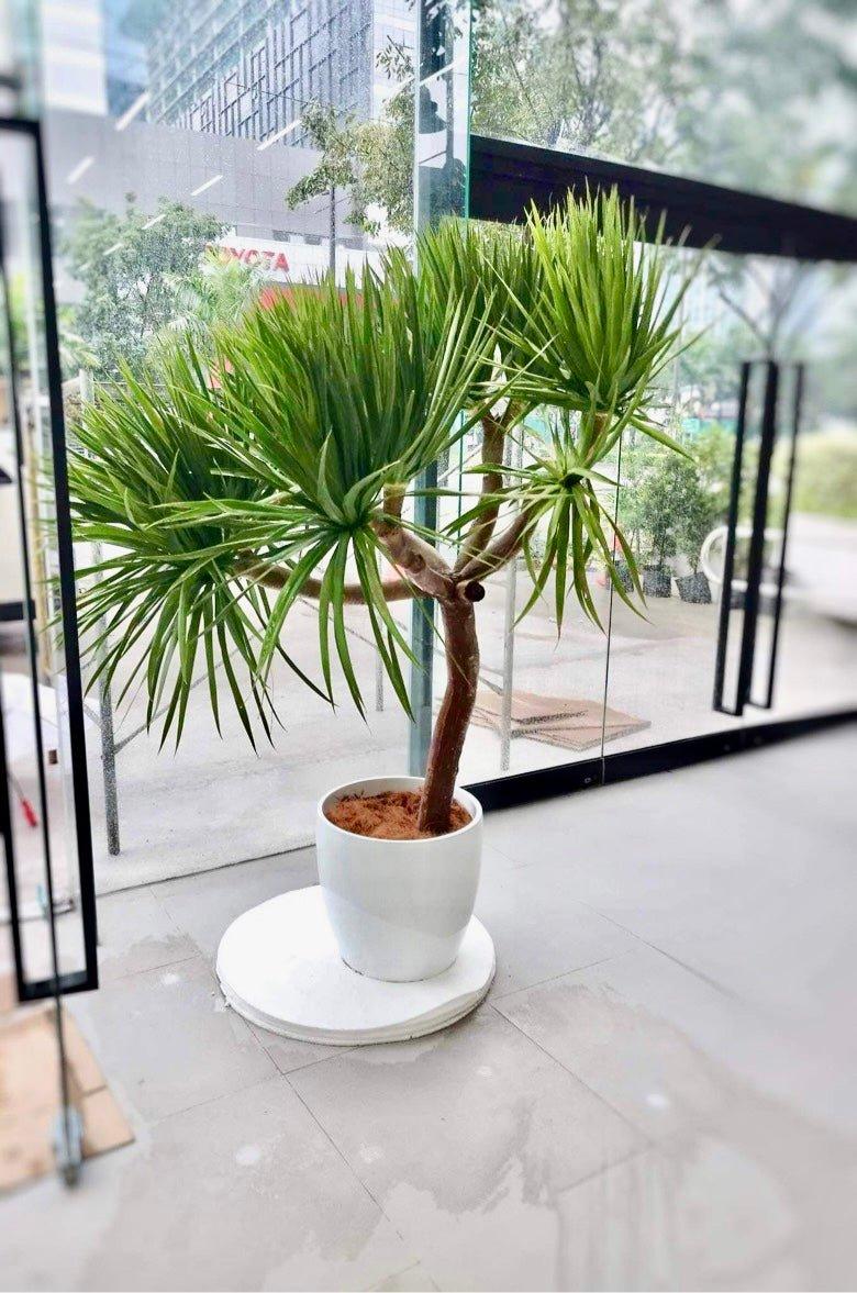 Yucca Tree - A Comprehensive Guide