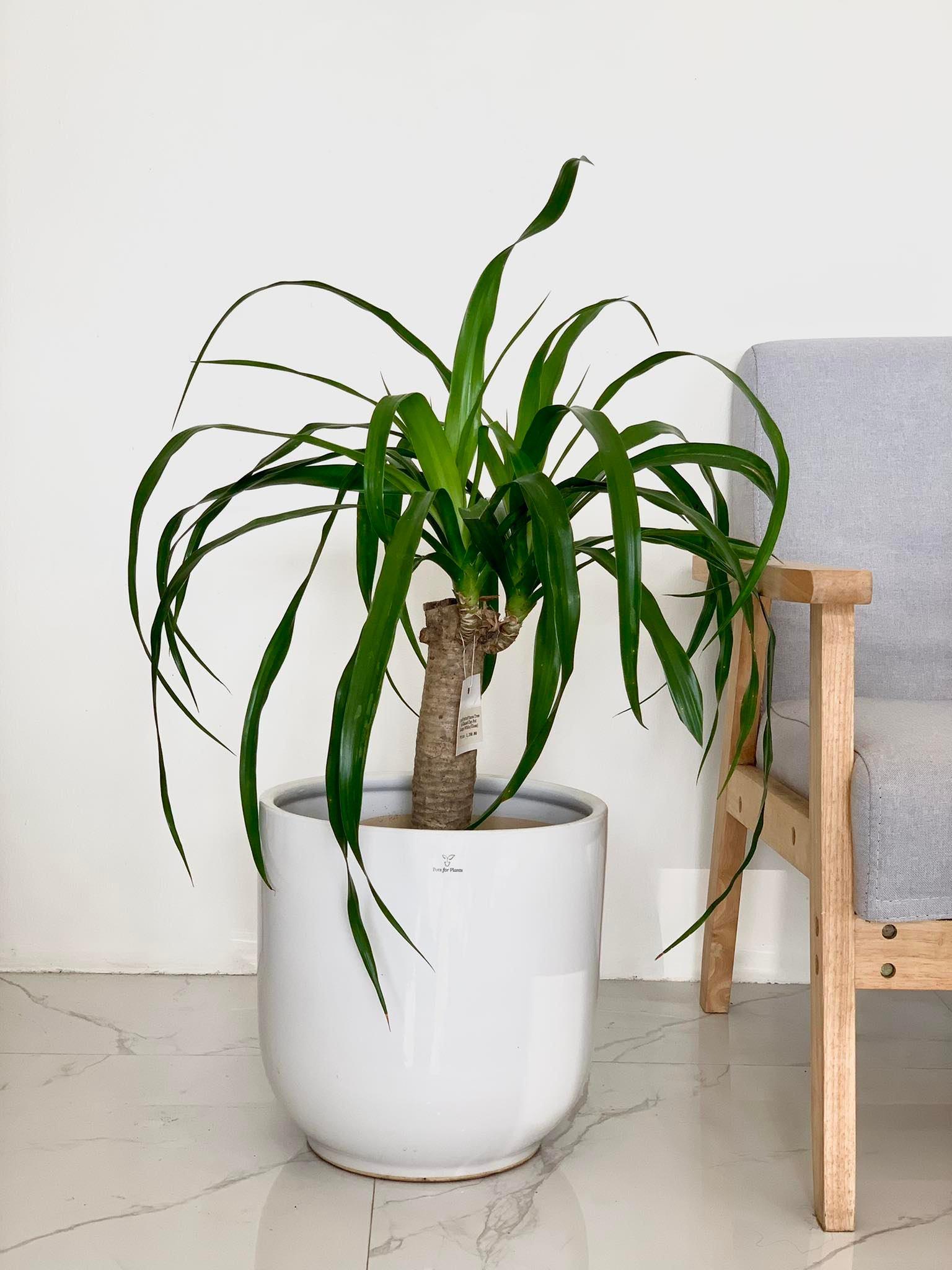 Yucca Tree - A Comprehensive Guide