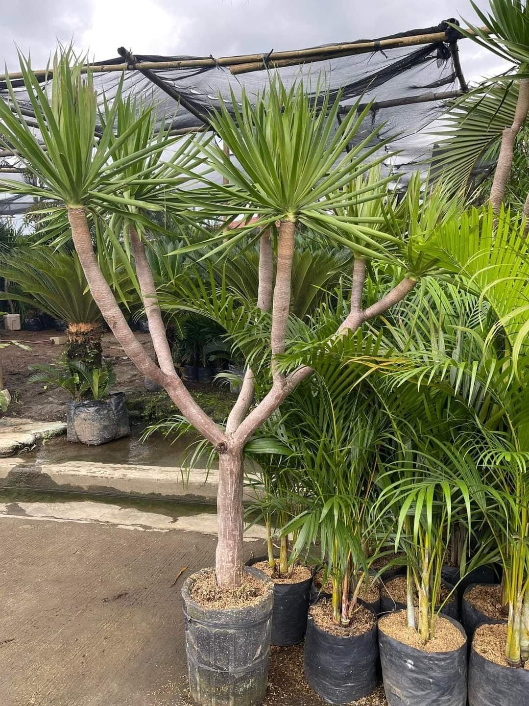 Yucca Tree - A Comprehensive Guide