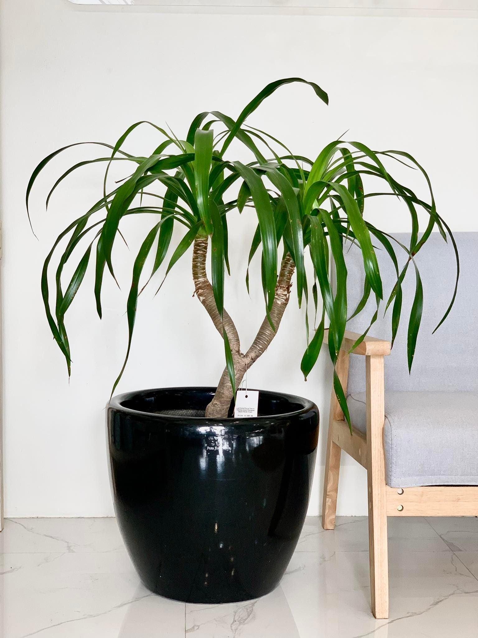 Yucca Tree - A Comprehensive Guide