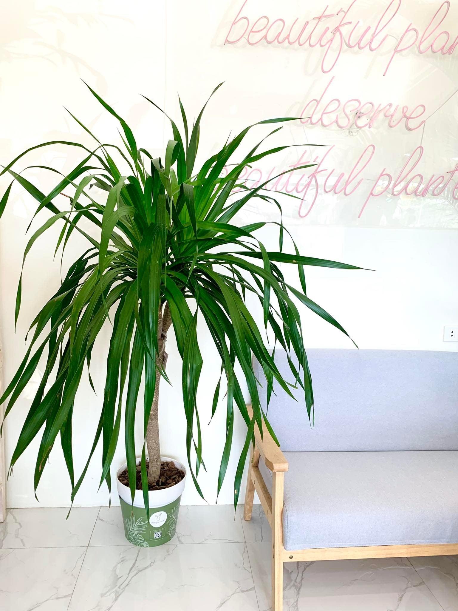 Yucca Tree - A Comprehensive Guide