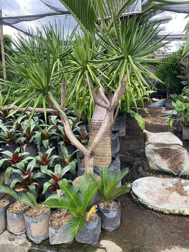 Yucca Tree - A Comprehensive Guide